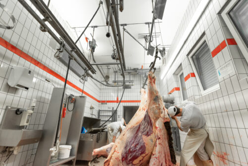 Rinderschlachtung in einer Landmetzgerei Portfoliovorschau