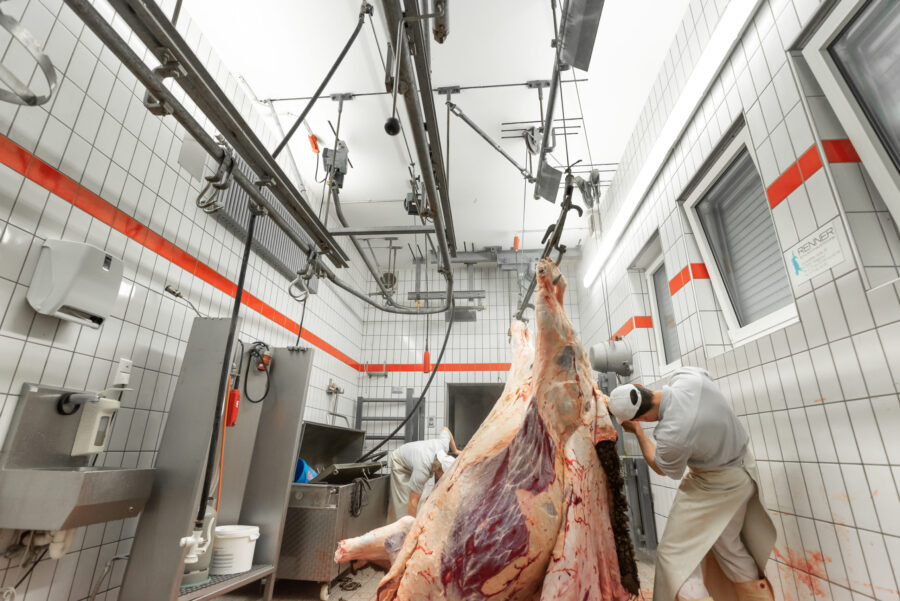 Rinderschlachtung in einer Landmetzgerei Vorschau - Portfoliobeitrag