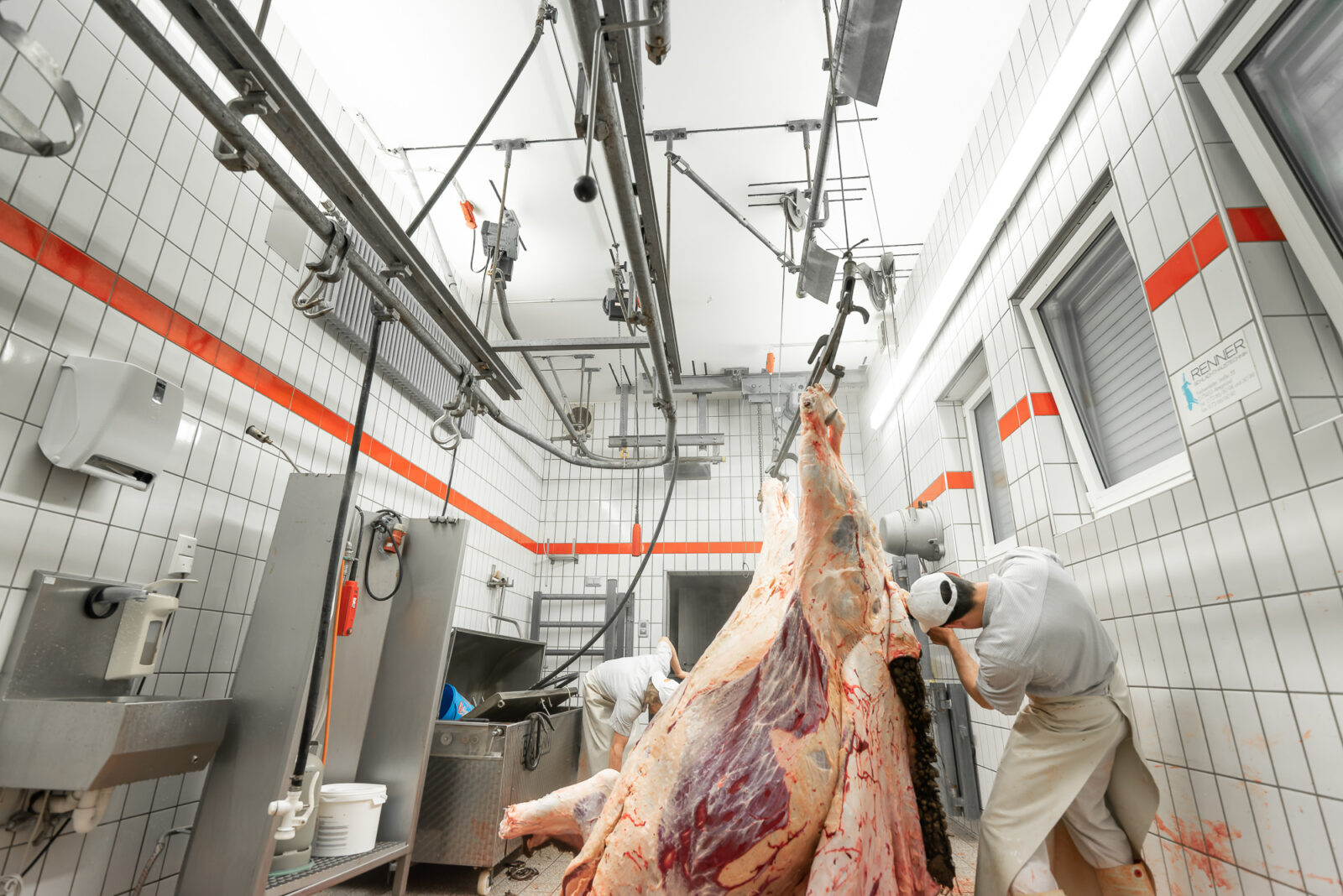 Ein Rind wird geschlachtet